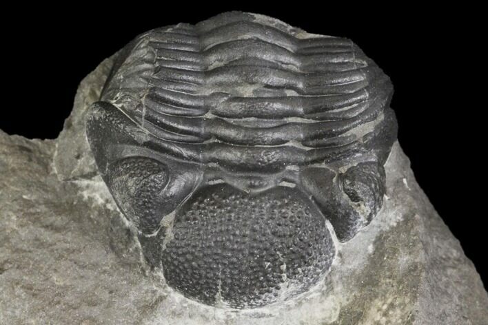 Bargain, Eldredgeops Trilobite Fossil - New York #138822